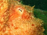 Octo Eye, Isle of Skye, May 2008, I Crampton..jpg